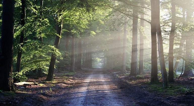 Imagen de un bosque