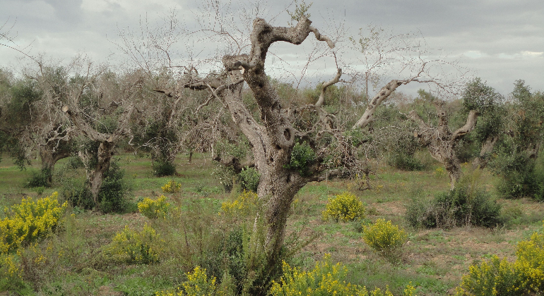 xylella.png