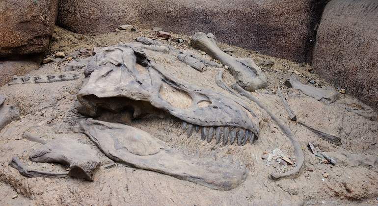 Restos-de-la-cabeza-de-un-dinosaurio-iStock.jpg