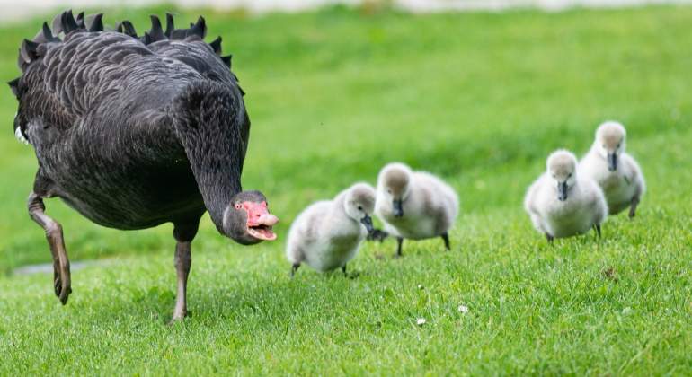cisne-negro-economia.jpg