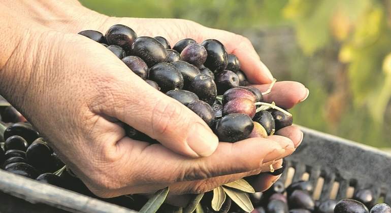 Aceituna-negra-iStock.jpg