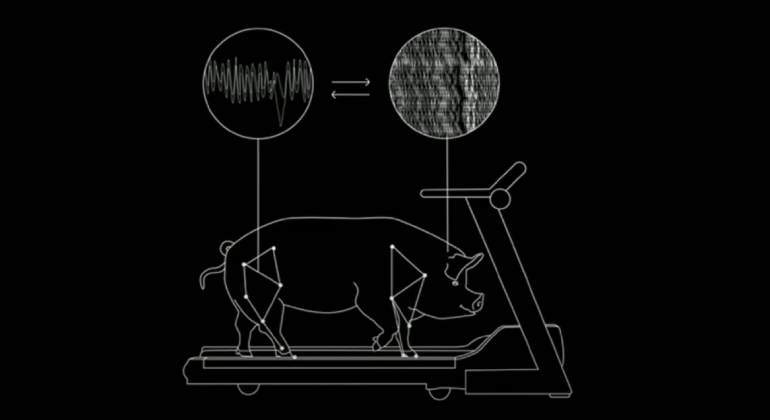 cerdo-neuralink-cerdo-2.jpg