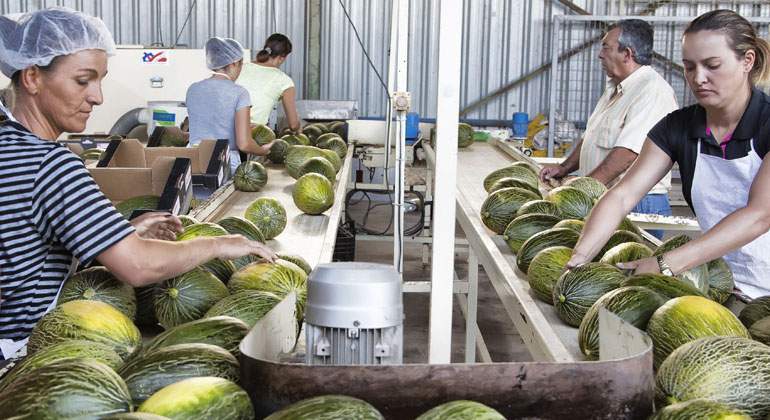 campaa-melon