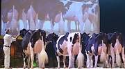Agricultura flexibiliza la compra de maíz a Argentina y Brasil para poder alimentar al ganado