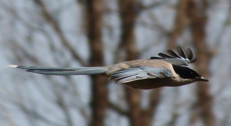 pajaro-rabilargo-sinc.jpg