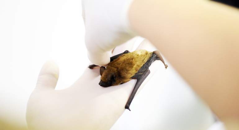 neocov-murcielagos-coronavirus-asi-es-istock.jpg