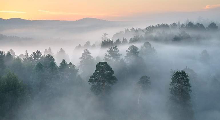 Un-bosque-brumoso-a-la-hora-durante-un-atardecer-iStock.jpg