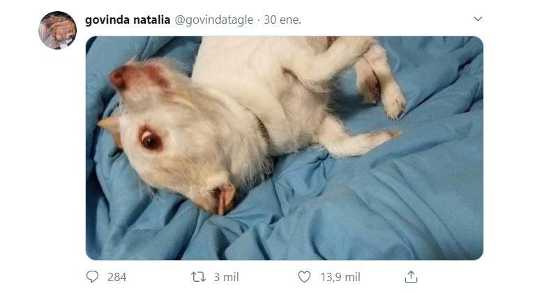Tweet-con-perro-acostado-Twitter-govindatagle.jpg