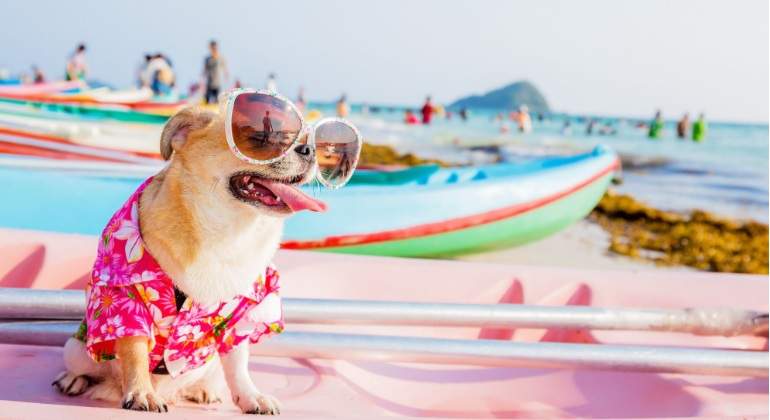 perro-vacaciones770.jpg