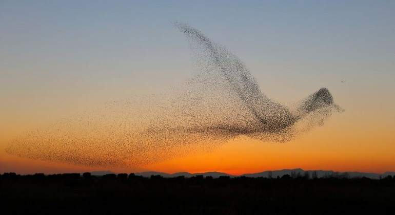 giant-bird-marmuration-starlings-daniel-biber-photography-7-5a4c8a0394e3e__880.jpg