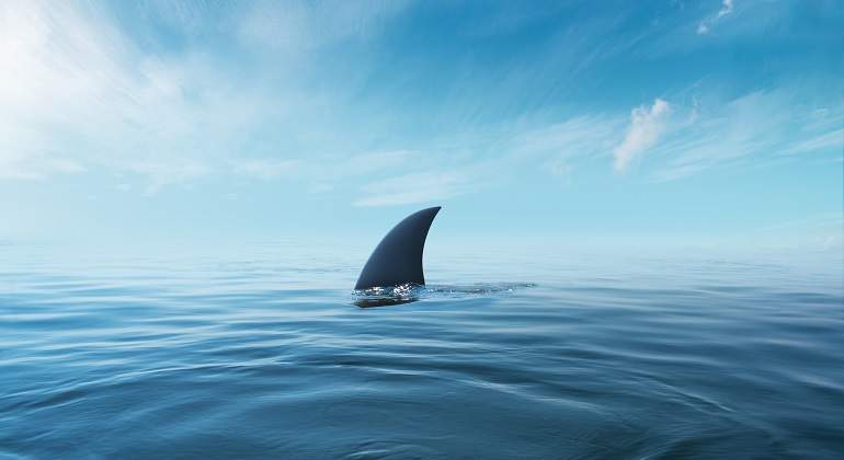 La-aleta-superior-de-un-tiburon-nadando-en-el-agua-iStock.jpg
