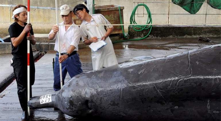 japon-ballena-caza.jpg