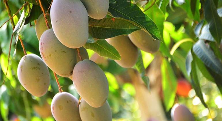 mango_trops.jpg
