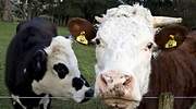 El compromiso de la leche y los productos lácteos con la salud
