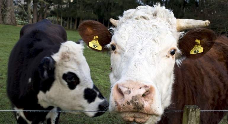 vaca-leche-granja.jpg