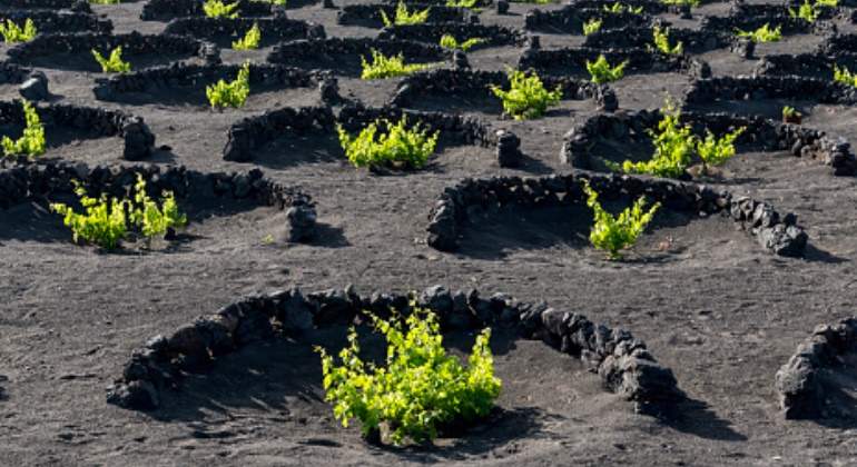 viñedo lanzarote