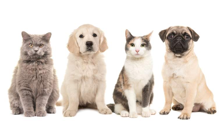perros-gatos-dreamstime.jpg