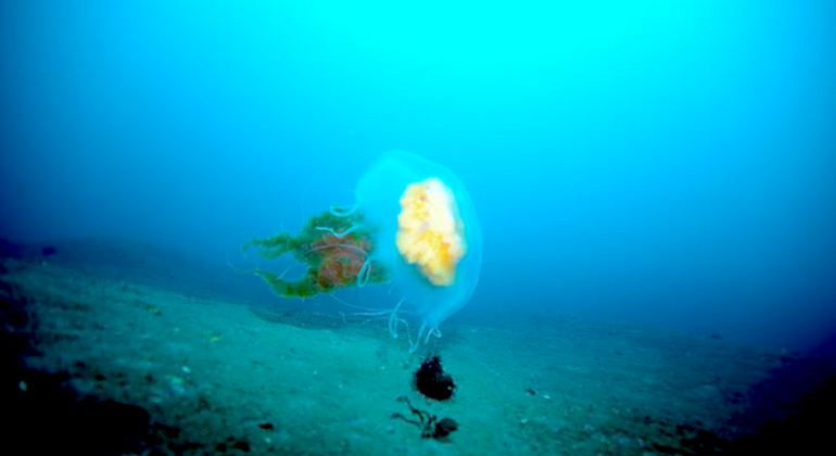 fauna-antartica.foto-gutierrez.png