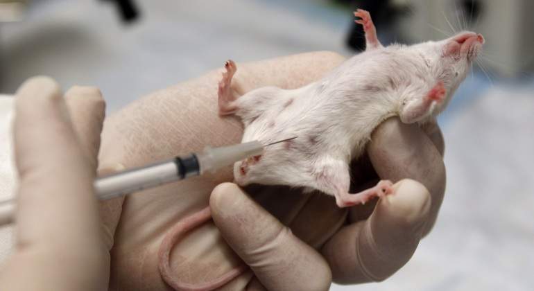 raton-vacuna-laboratorio-reuters.jpg