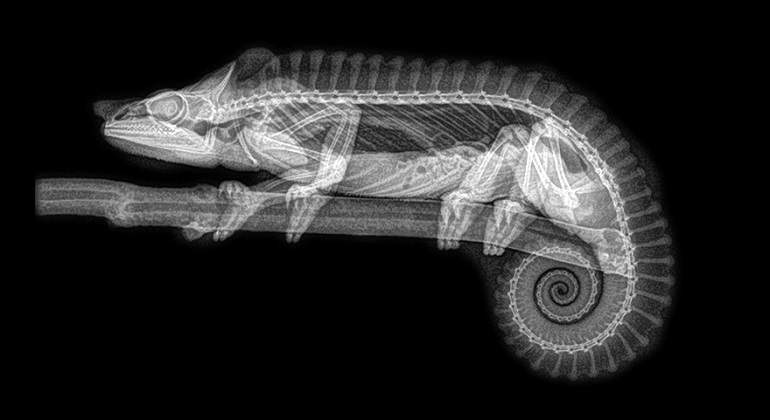 Radiografia-camaleon.jpg