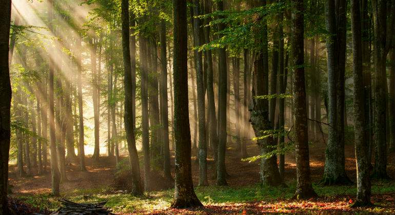 naturaleza111111111.jpg