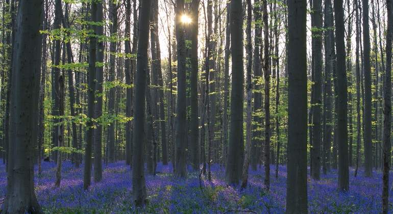 BOSQUE-770.jpg