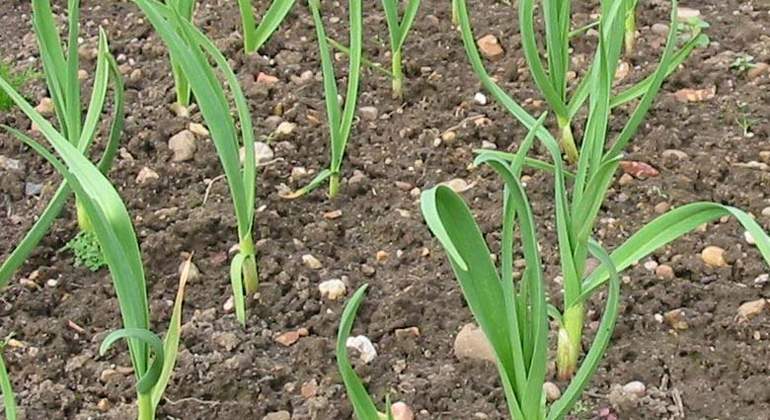 cultivo-ajos.jpg