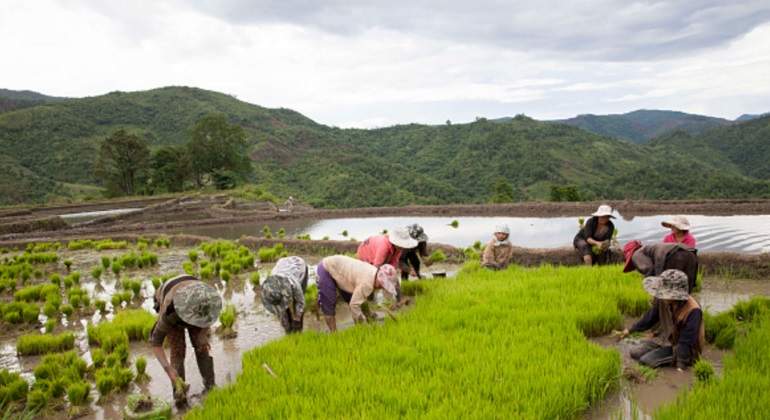 arrozal-vietnam-getty.jpg