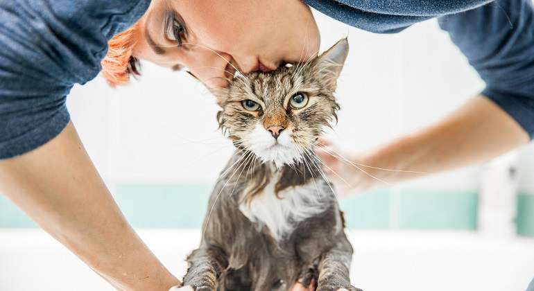 Gato-enfado-mientras-se-bana-iStock.jpg