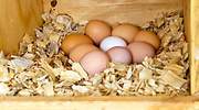 ¿Cuántos huevos puedo comer a la semana? ¿Son mejores los blancos o los marrones? Todo sobre este superalimento