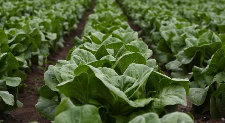 lechuga-propiedades-beneficios.jpg