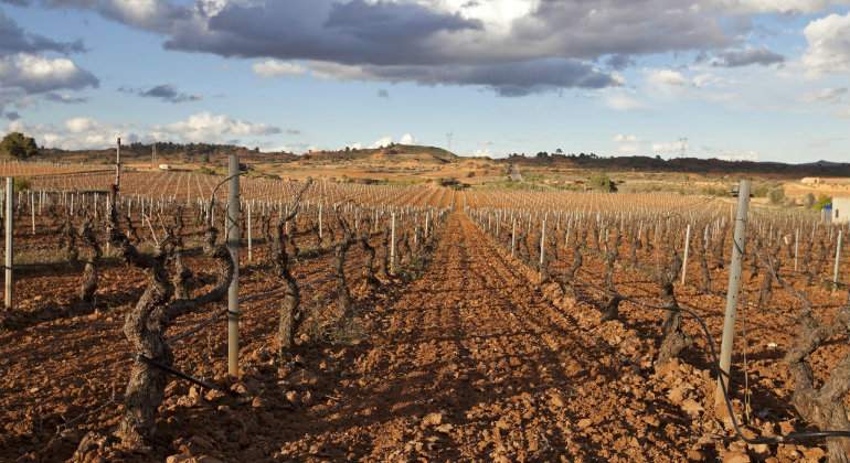 Bodega-Vinedo-Rimontgo.jpg