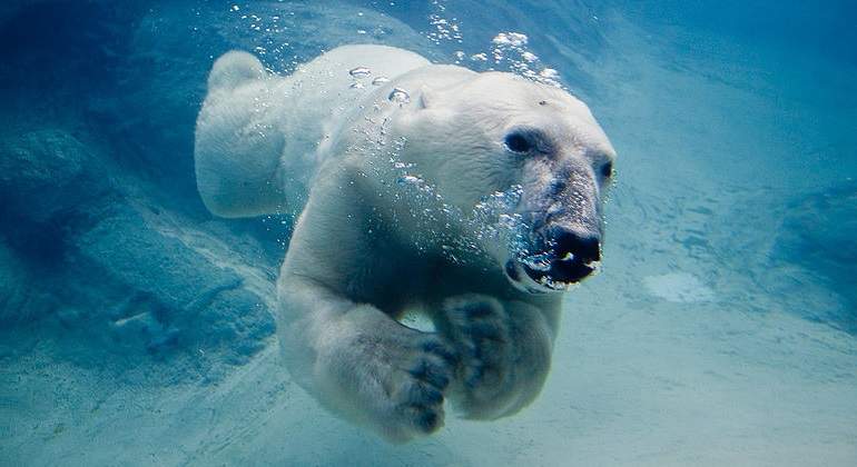 oso-polar-wk-commons.jpg