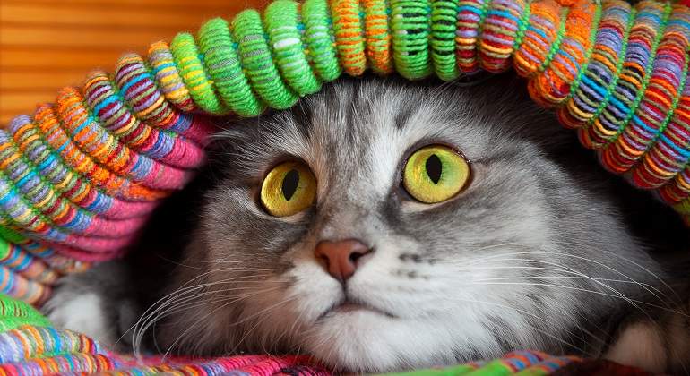 Un-gato-gris-tapado-con-una-manta-iStock.jpg
