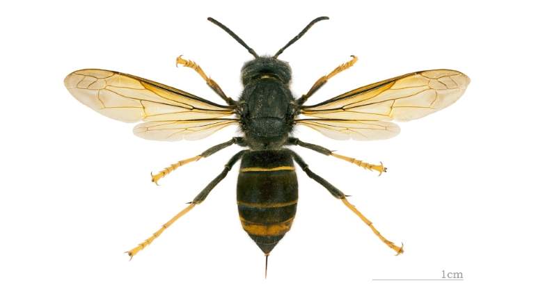 avispa-asiatica-wikipedia.jpg