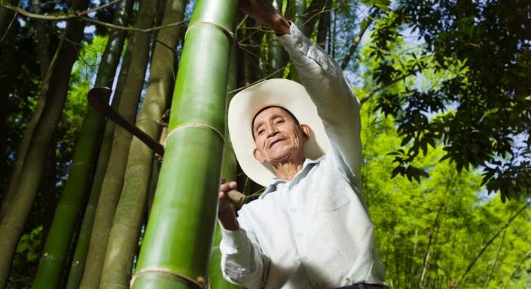bambu-mexico-getty.jpg