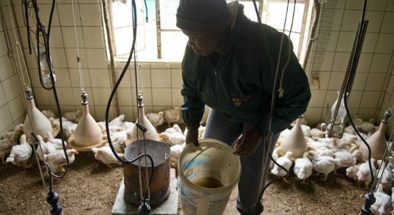 granja-pollo-sudafrica-getty-guerra-pollo.jpg