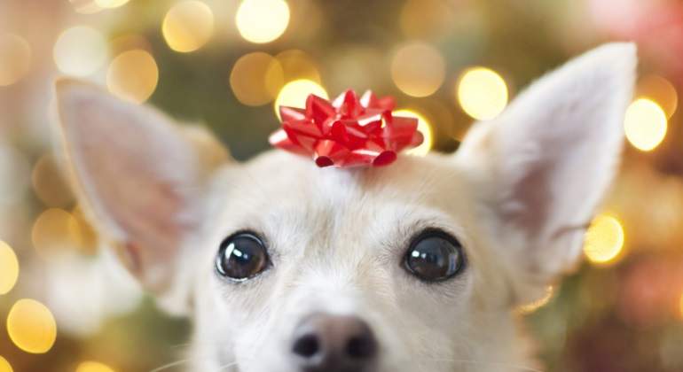 perro-regalo-navidad-reyes-magos-getty-770x420.jpg