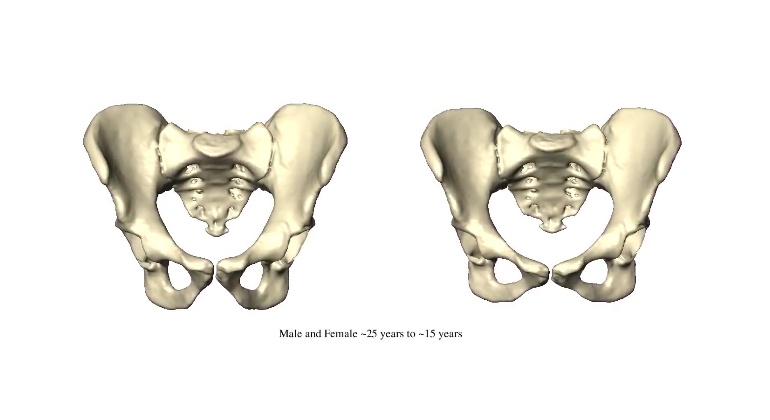 pelvis-femenina-sinc.jpg