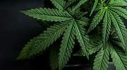 Uncanny, la plataforma de bienestar y estilo de vida del cannabis líder en el mundo