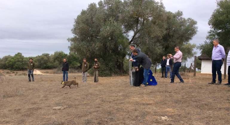 lince-liberado-junta-andalucia.jpg