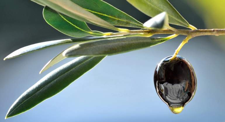 aceituna-negra-aceitosa-dreamstime.jpg