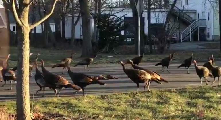 pavos-gato-circulos.jpg