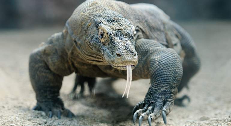 dragon-komodo-dreamstime.jpg