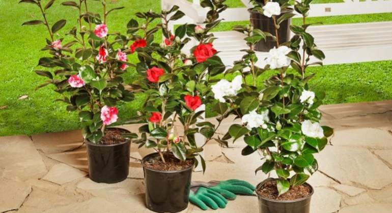 camelia-japonica-planta-aldi.jpg
