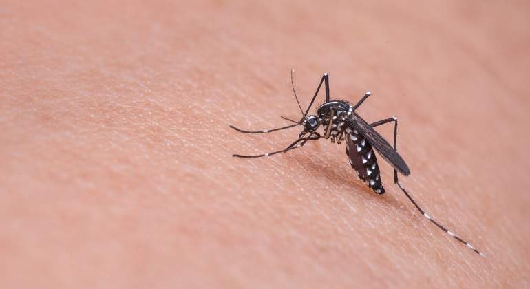 Mosquito.jpg