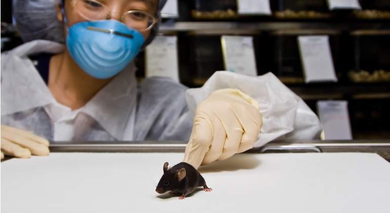 raton-laboratorio-dreamstime.jpg