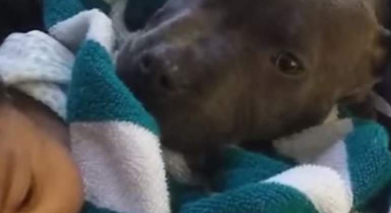 Pitbull-twitter-770.jpg