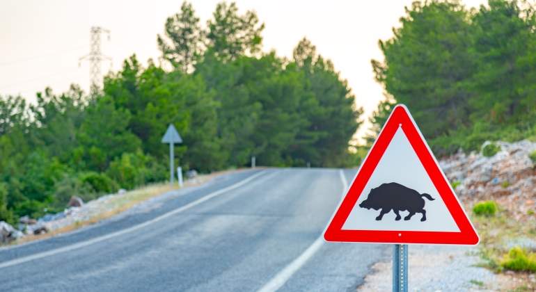 jabali-carretera.01.jpg