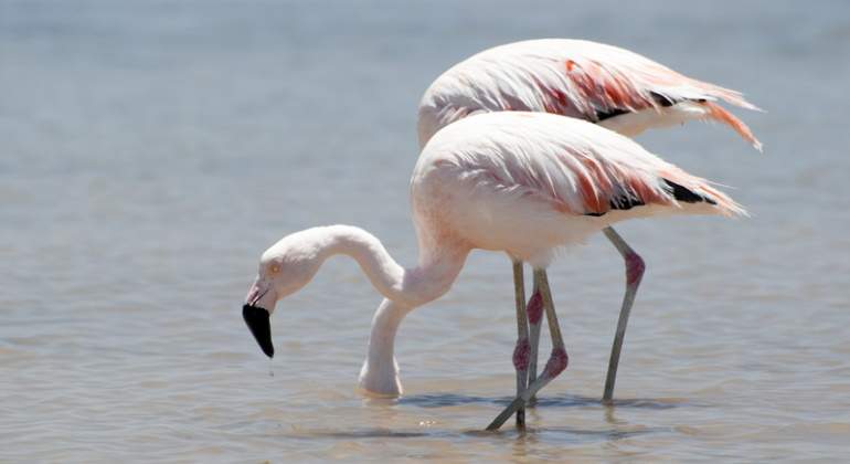 770-420-flamencos-atacama-salar-chile-dreamstime.jpg
